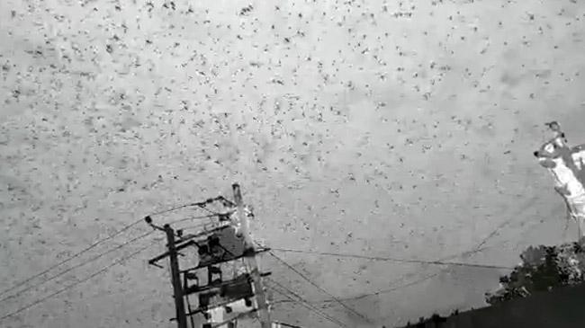 locusts delhi india home