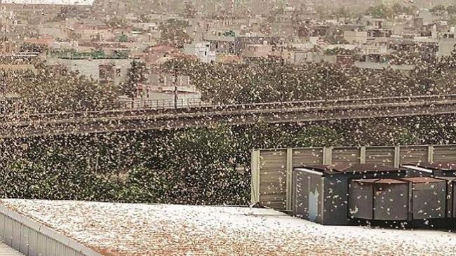 locusts delhi india inner
