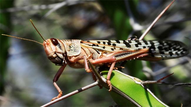 locusts food