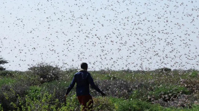 locusts going israel