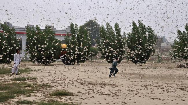 locusts in pakistan