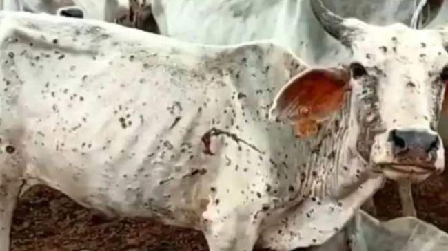 lumpy skin disease