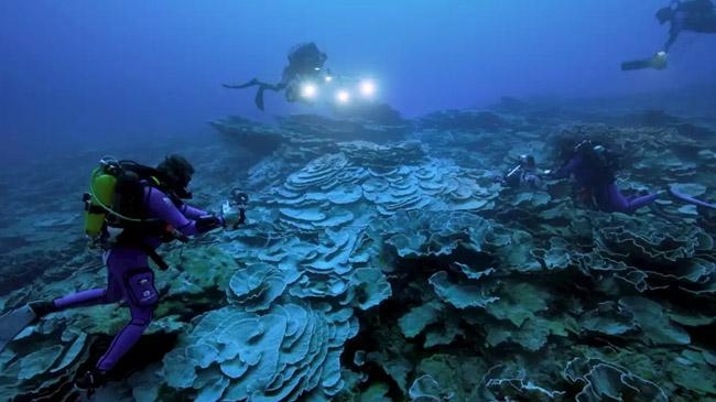magical massive coral reef discovered