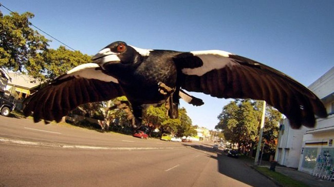 magpie bird