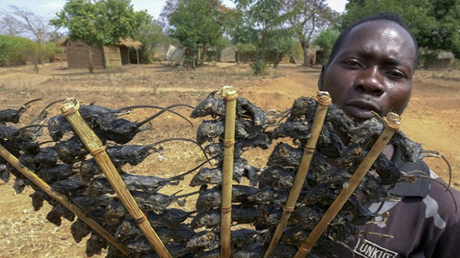malawoe rat food