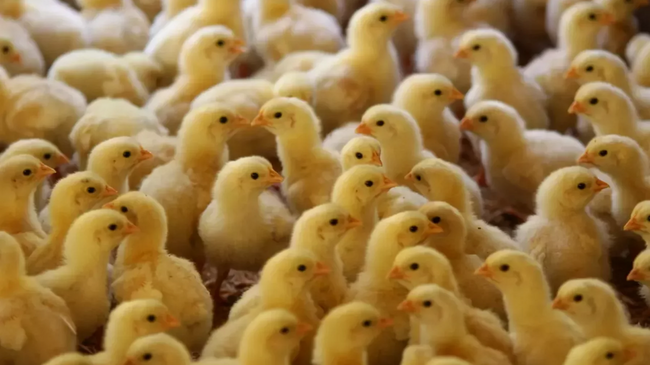 male chicks globally