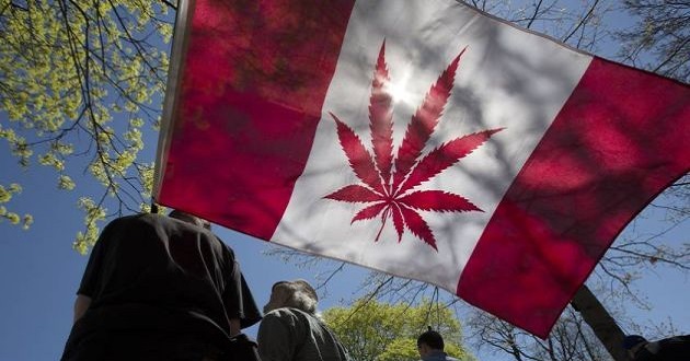 marijuana canada