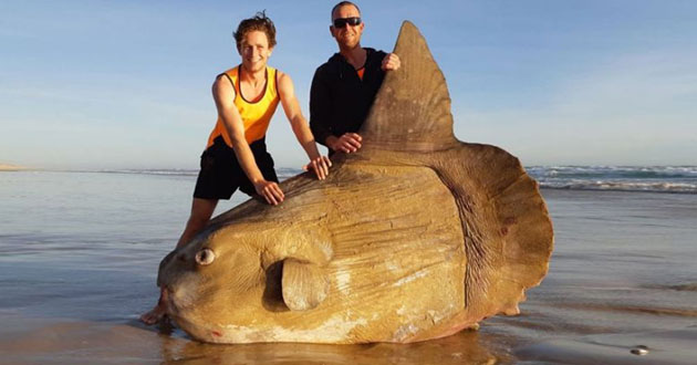 marine sunfish