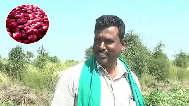 milloniar cultivate onion