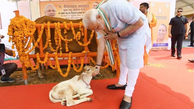 modis cow worship
