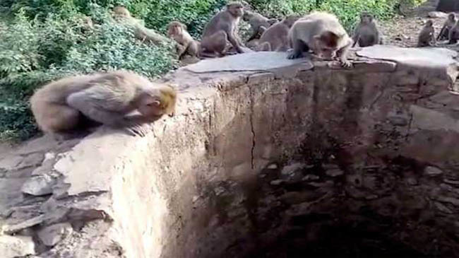 monkey india