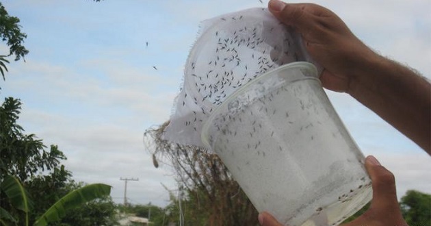 mosquito singapur