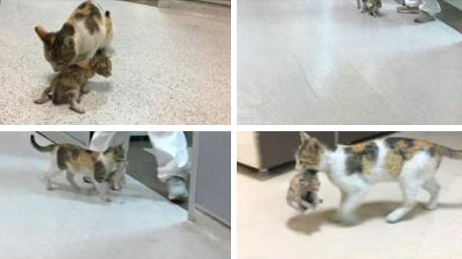 cat