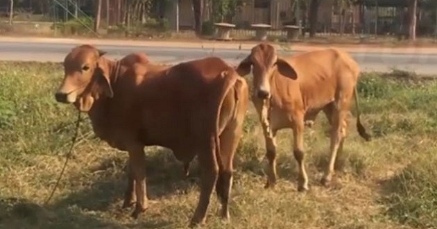 muslim beaten to death for cow