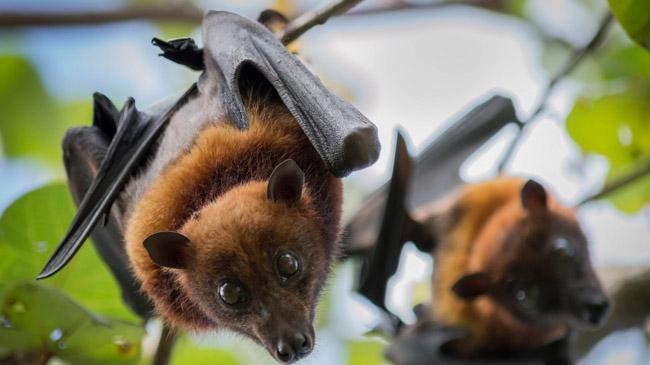 myanmar reseracher bat