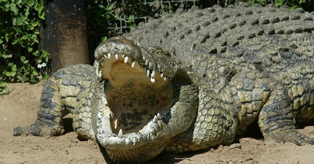 nile crocodile