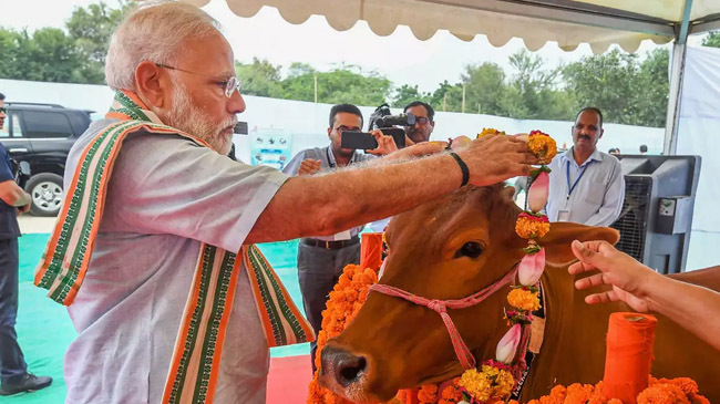 norendra modi cow