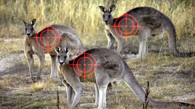 officials suggest culling kangaroos