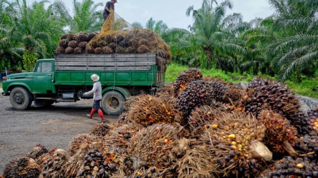 oil palm cultivation