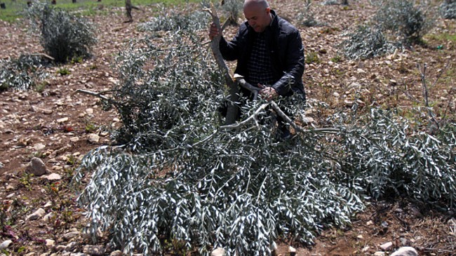 olive grove palestine