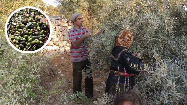 olive harvesting