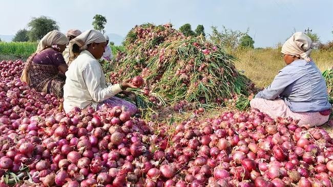 onion collection