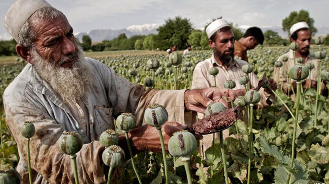 opium cultivation in afghanistan