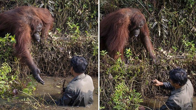 orangutan help man