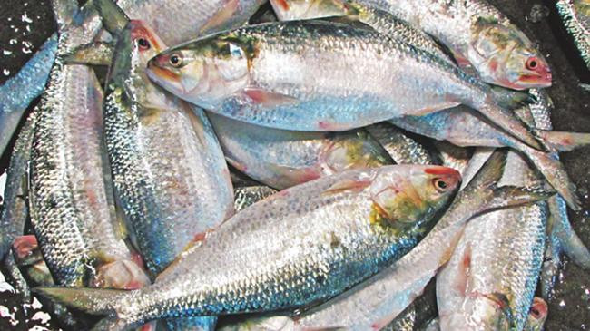 padma ilish