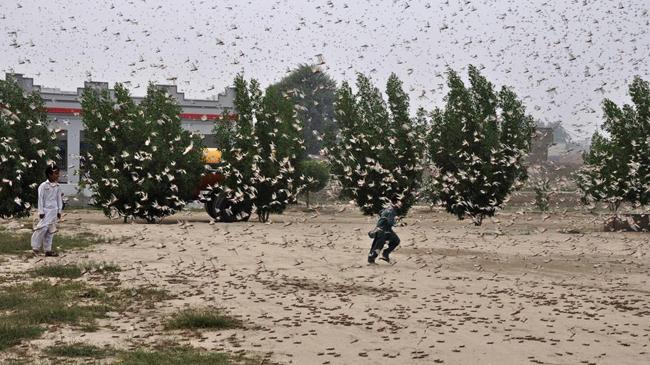 pakistan locust infestation