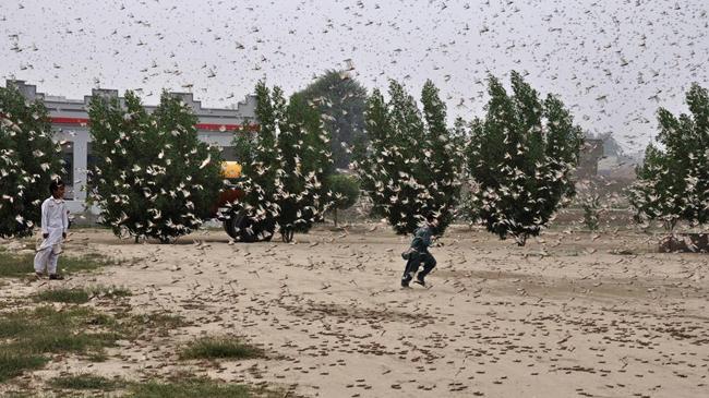 pakistan locust infestation