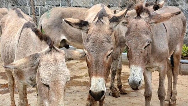 pakistan to import donkey to china