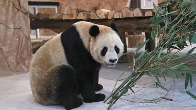 panda