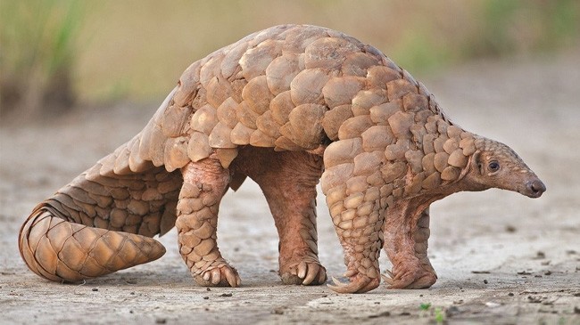 pangolin image