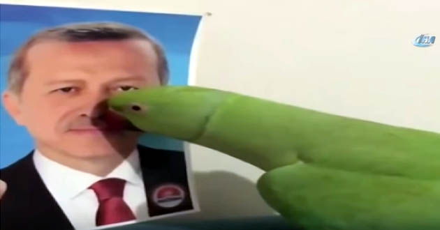 parrot birds kiss kissing erdogan