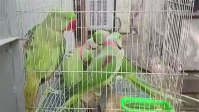 parrot in court