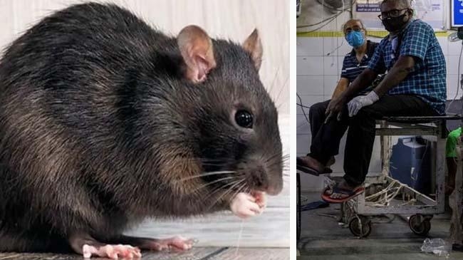 patient bitten by rats