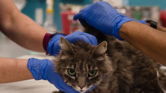 pet affected britain inner