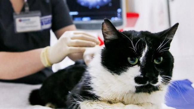 pet affected britain