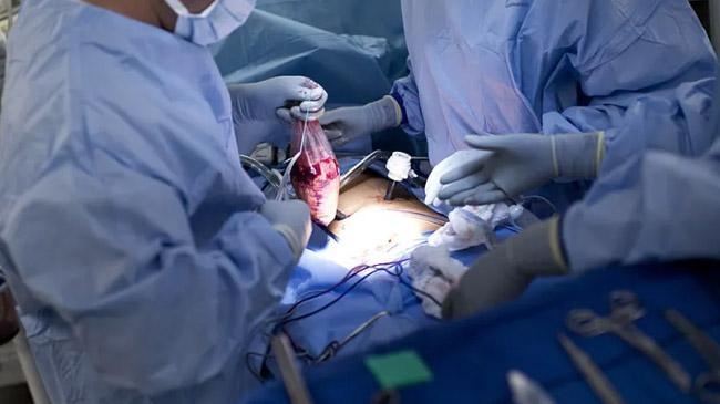 pig kidney human body us scientists successful inner