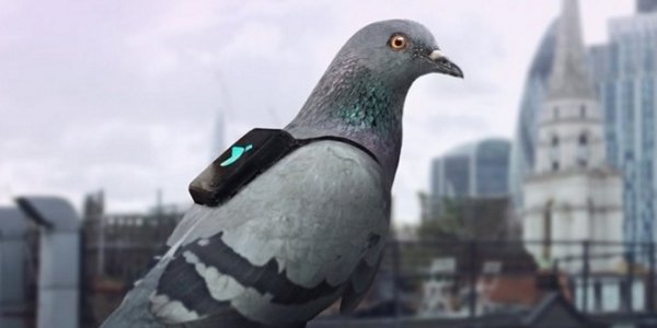 pigeon give weather news