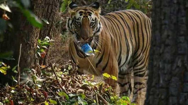 plastic botol in tiger mouth