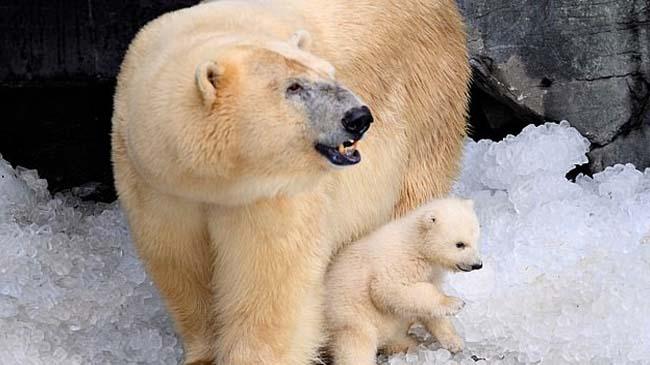 polar bears