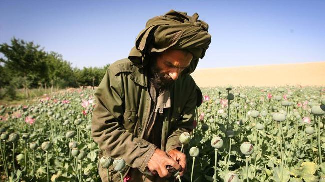 afghan government ban opium