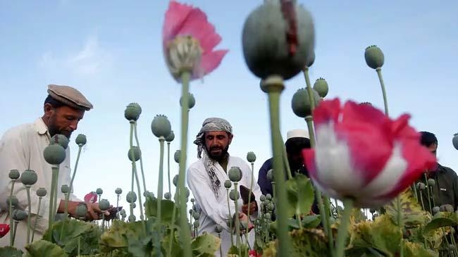 popy cultivation