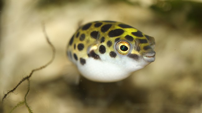 puffer fish 2