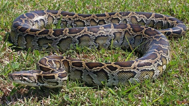python image