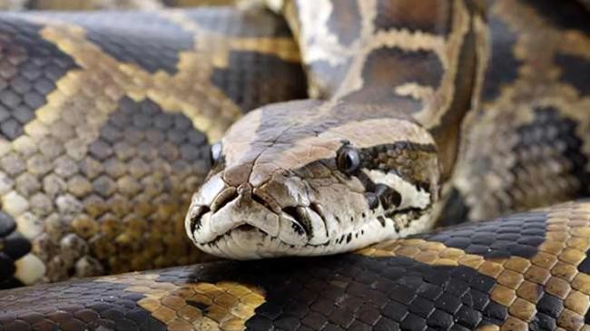 python
