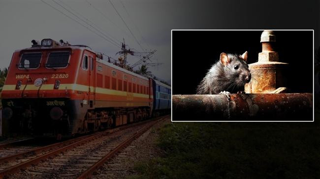 railway and rat