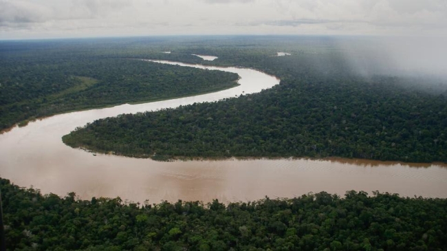 rainforests of the amazon borneo and congo basins